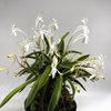 neofinetia falcata Aojiku Fugaku '青軸富嶽' Япония